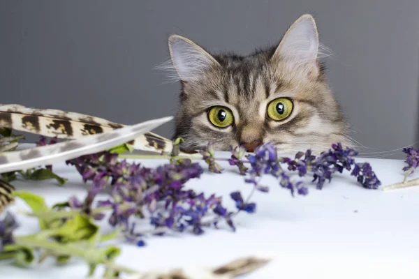 Gato Caseiro Olhando Para Mesa Com Flores — Fotografia de Stock