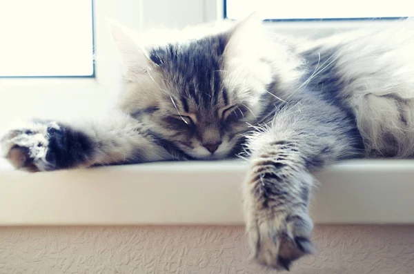 Gato Dorme Sol — Fotografia de Stock