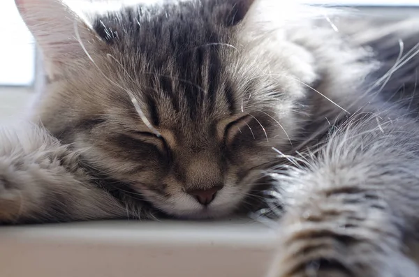 Kedi Güneşte Uyur — Stok fotoğraf