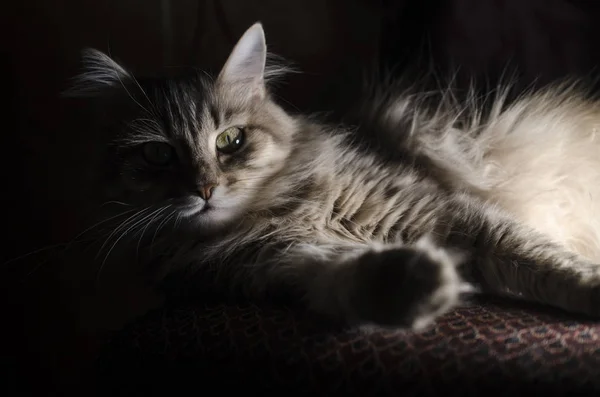 Cat Lieing Backlight — Stock Photo, Image