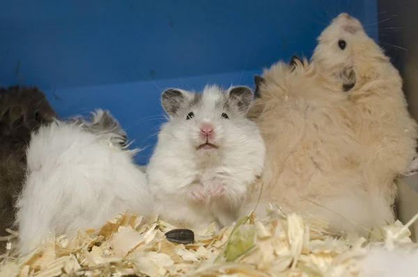 Cute Family Fluffy Hamsters — Stock Photo, Image