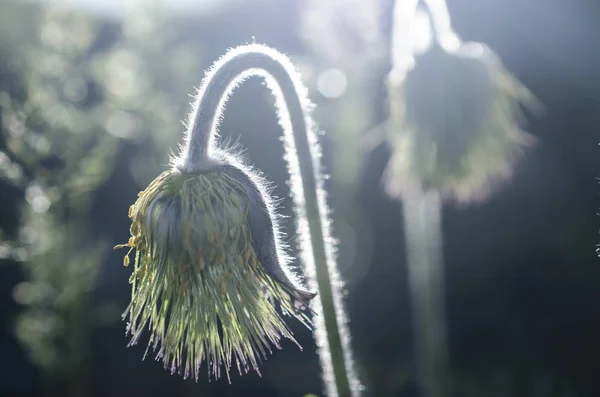 Wild Flowers Macro Sunlight — Stock Photo, Image