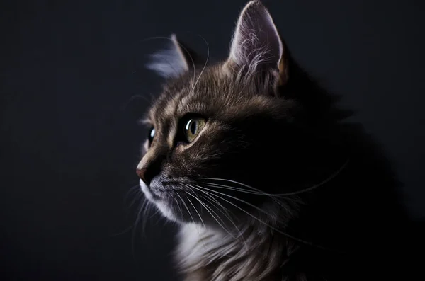 Cute Grey Cat Big Eyes Black Background — Stock Photo, Image