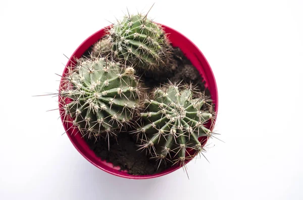 Cactus Top View Isolated White — Stock Photo, Image