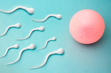 Döllenmenin açık, sadeleştirilmiş illüstrasyonu