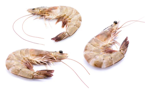 Fresh Shrimp White Background — Stock Photo, Image