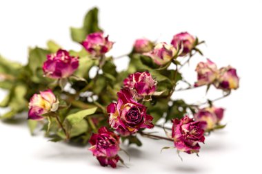 Bir buket solmuş kırmızı gül