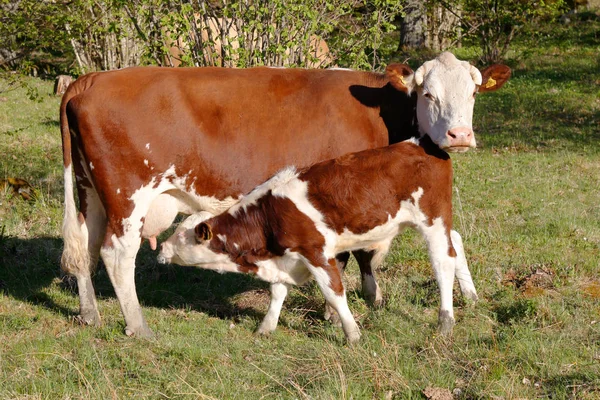 Becerro Marrón Withe Amamantando Vaca Aire Libre —  Fotos de Stock