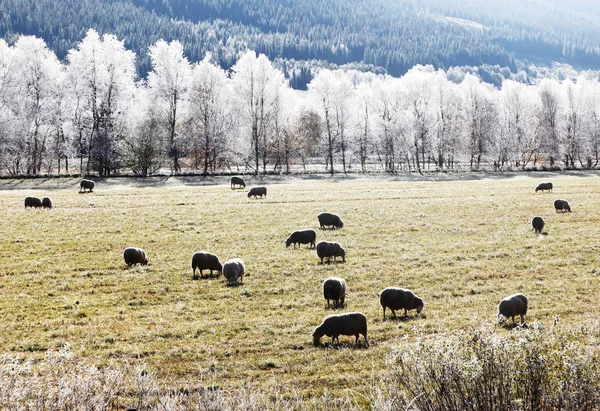 Campo Gelado Com Ovelhas Backlited — Fotografia de Stock