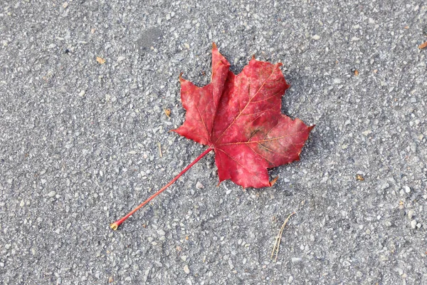 Ein Gefallenes Ahornblatt Herbstfarben — Stockfoto