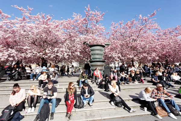 Stoccolma Svezia Aprile 2015 Fioritura Dei Ciliegi Giapponesi Nel Parco — Foto Stock