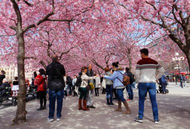 Japon kiraz çiçeği