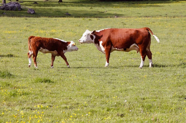 Vaca y ternero —  Fotos de Stock