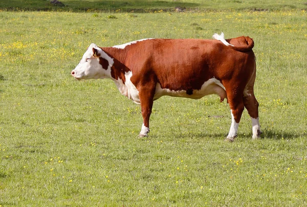 Brown cow — Zdjęcie stockowe