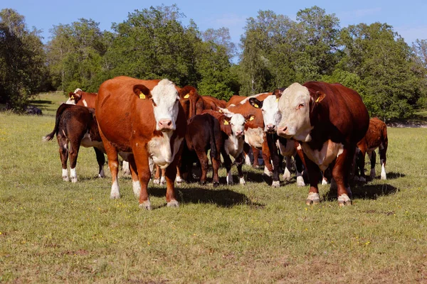 Grupo de vacas —  Fotos de Stock