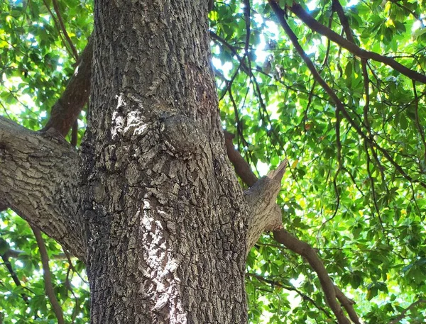 Kahverengi sapodilla ağacının kabuğundaki pürüzlü doku ve arka planda yeşil yapraklar.