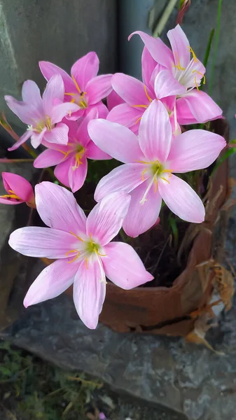 Pink rain lily flowers in old flower pot