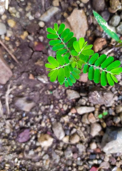 Маленькі Зелені Листочки Дрібної Рослини Початок Новонародженого Життя Росте Землі — стокове фото