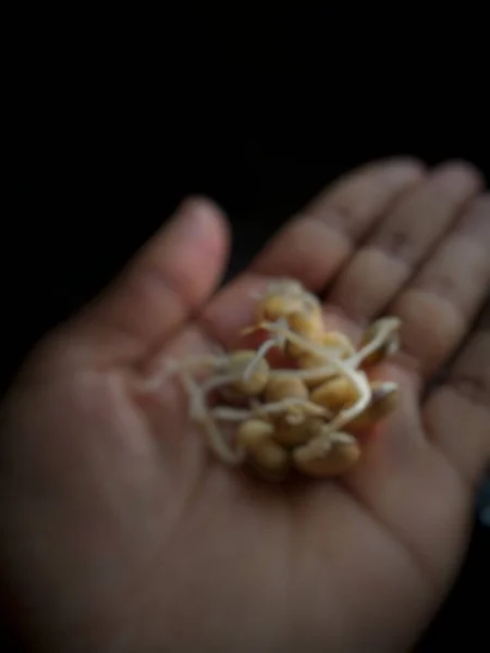 Avucunun içinde sümbül tohumu yığını