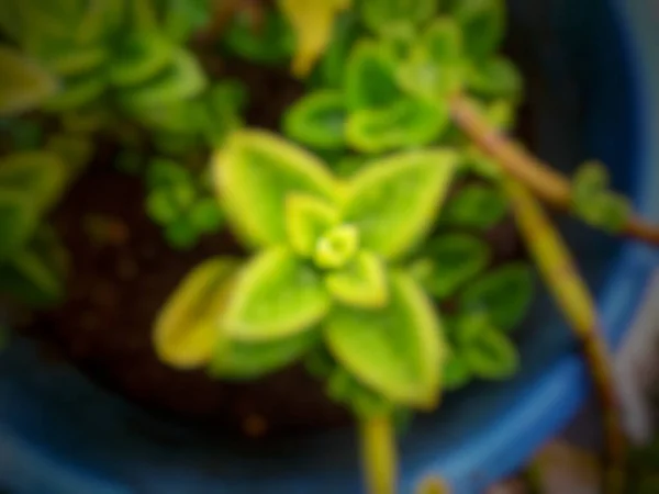 Planta Del Sol Del Bebé Subió Maceta Borrosa — Foto de Stock