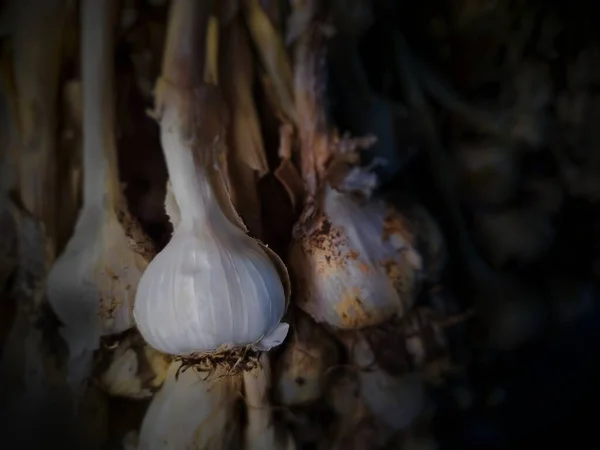 Koyu sarımsaklı soğan. Beyaz sarımsak yemek pişirmede kullanışlı bir baharattır..