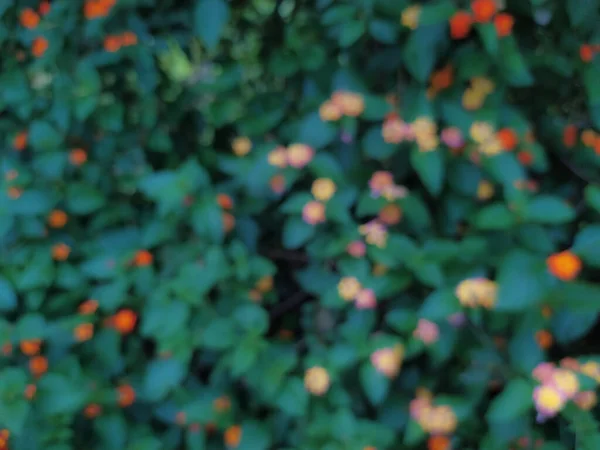 Bahçede çiçek açan çiçek tarhının soyut hali