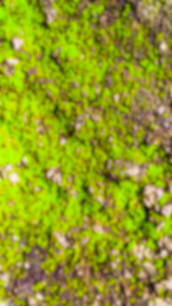 Yeşil ada ormanının üst manzarası, ilgili bulanıklık.