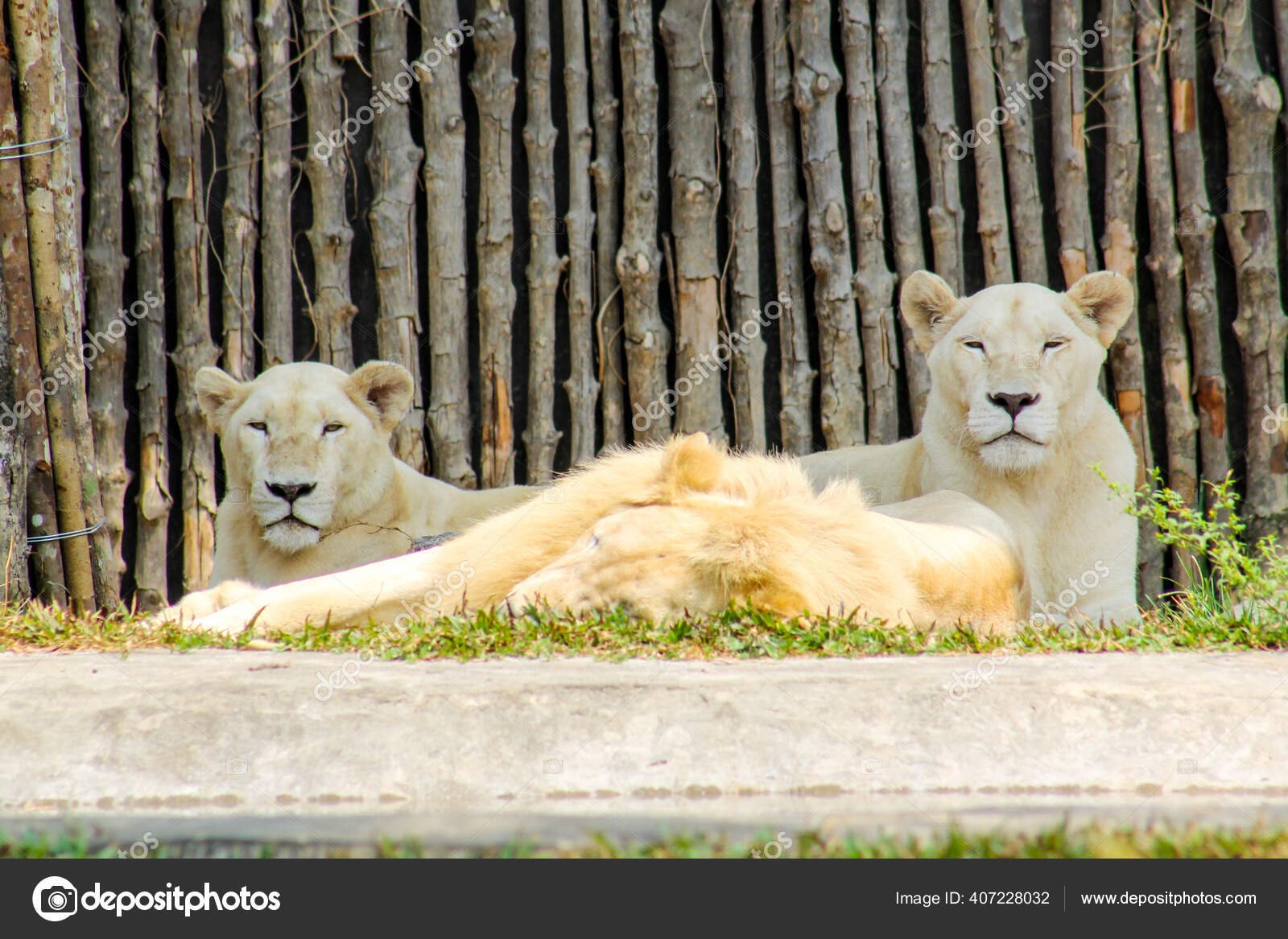 Leones blancos fotos de stock, imágenes de Leones blancos sin royalties |  Depositphotos
