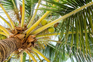 Hindistan cevizi palmiyesi. Vietnam Phu Quoc Adası