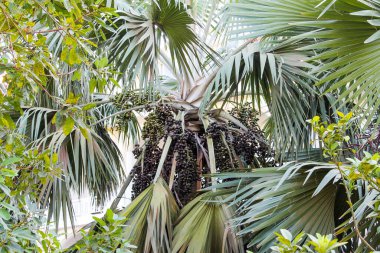 Hindistan cevizi palmiyesi. Vietnam Phu Quoc Adası