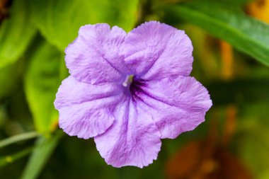 Çiçekler. Vietnam Phu Quoc Adası