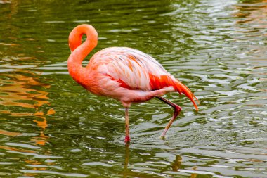 Pembe flamingo. Vietnam Phu Quoc Adası