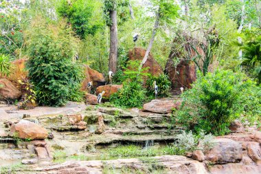 Balıkçıl. Vietnam Phu Quoc Adası