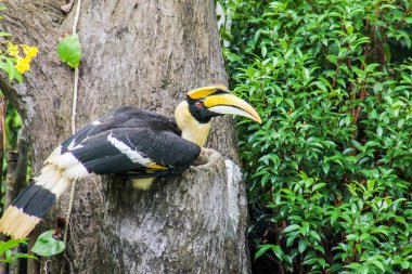 Tukan. Vietnam Phu Quoc Adası