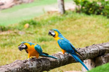 Papağan. Vietnam Phu Quoc Adası