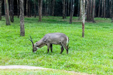 Antilop. Vietnam Phu Quoc Adası