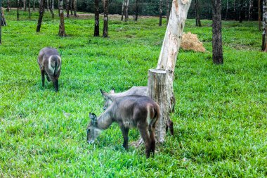 Antilop. Vietnam Phu Quoc Adası