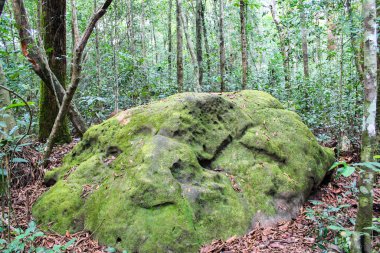 Orman. Vietnam Phu Quoc Adası
