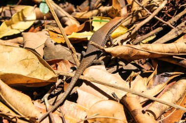 Kertenkele. Vietnam Phu Quoc Adası