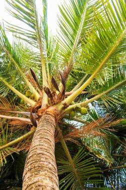 Hindistan cevizi palmiyesi. Vietnam Phu Quoc Adası