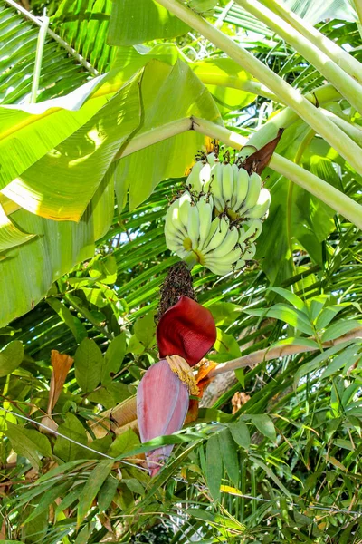 Palmeira Banana Vietname Phu Quoc Ilha — Fotografia de Stock