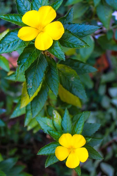 Flowers Vietnam Phu Quoc Island — Stock Photo, Image