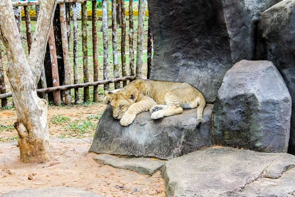 Leo Vietnam Phu Quoc Island — Stock Photo, Image