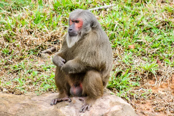 Bir Maymun Vietnam Phu Quoc Adası — Stok fotoğraf