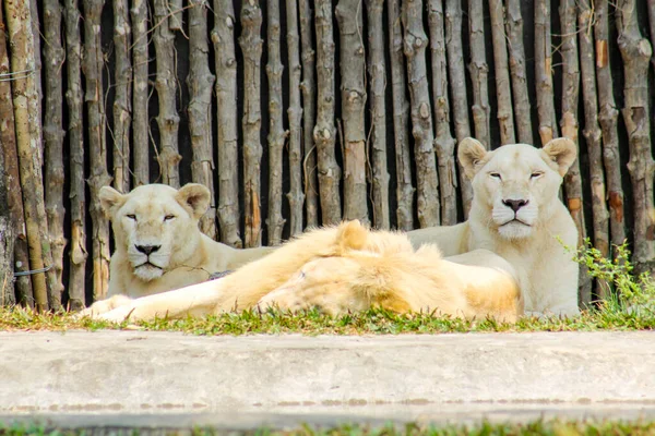 Leo Vietnam Phu Quoc Adası — Stok fotoğraf