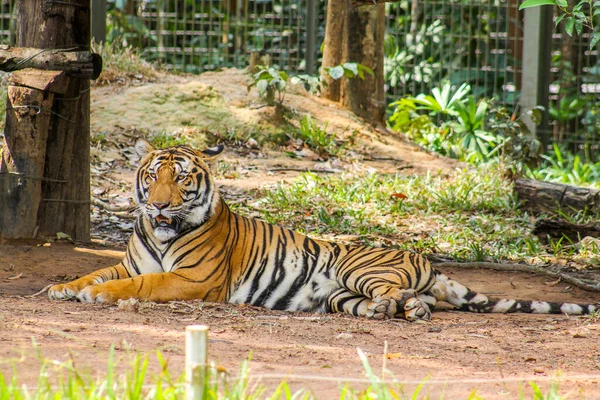 Tiger Vietnam Phu Quoc Øen - Stock-foto