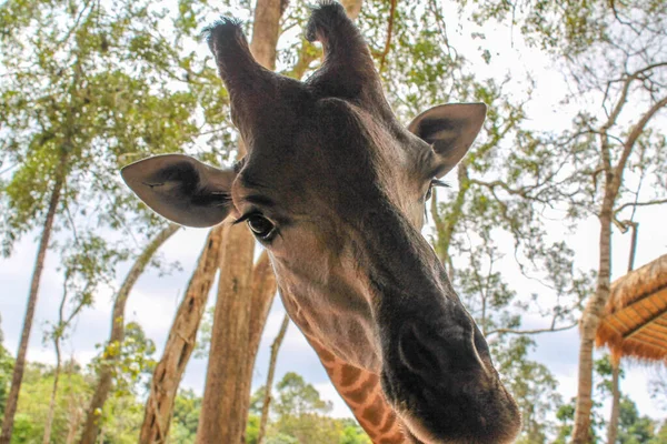 Zürafa. Vietnam Phu Quoc Adası