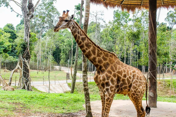 Zürafa. Vietnam Phu Quoc Adası