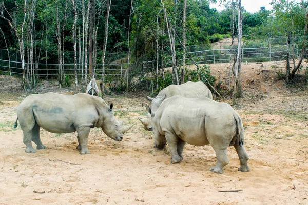 Rinoceronte Vietname Phu Quoc Ilha — Fotografia de Stock
