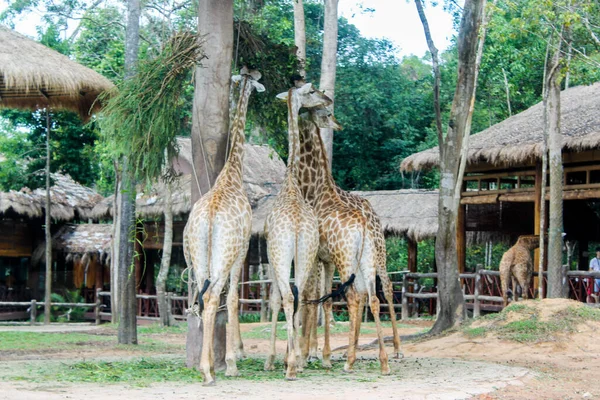 Zürafa. Vietnam Phu Quoc Adası